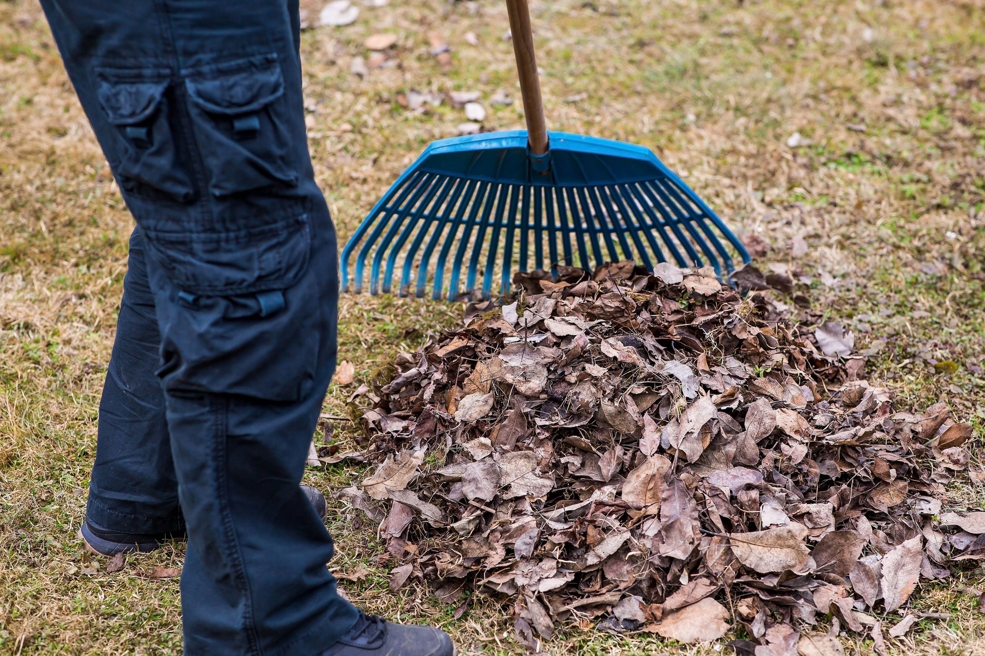 A pile of old leaves, a man is doing a general cleaning in the garden in the spring. Cleans the lawn of leaves. Gardening. Cleaning and preparing the garden for the summer season.