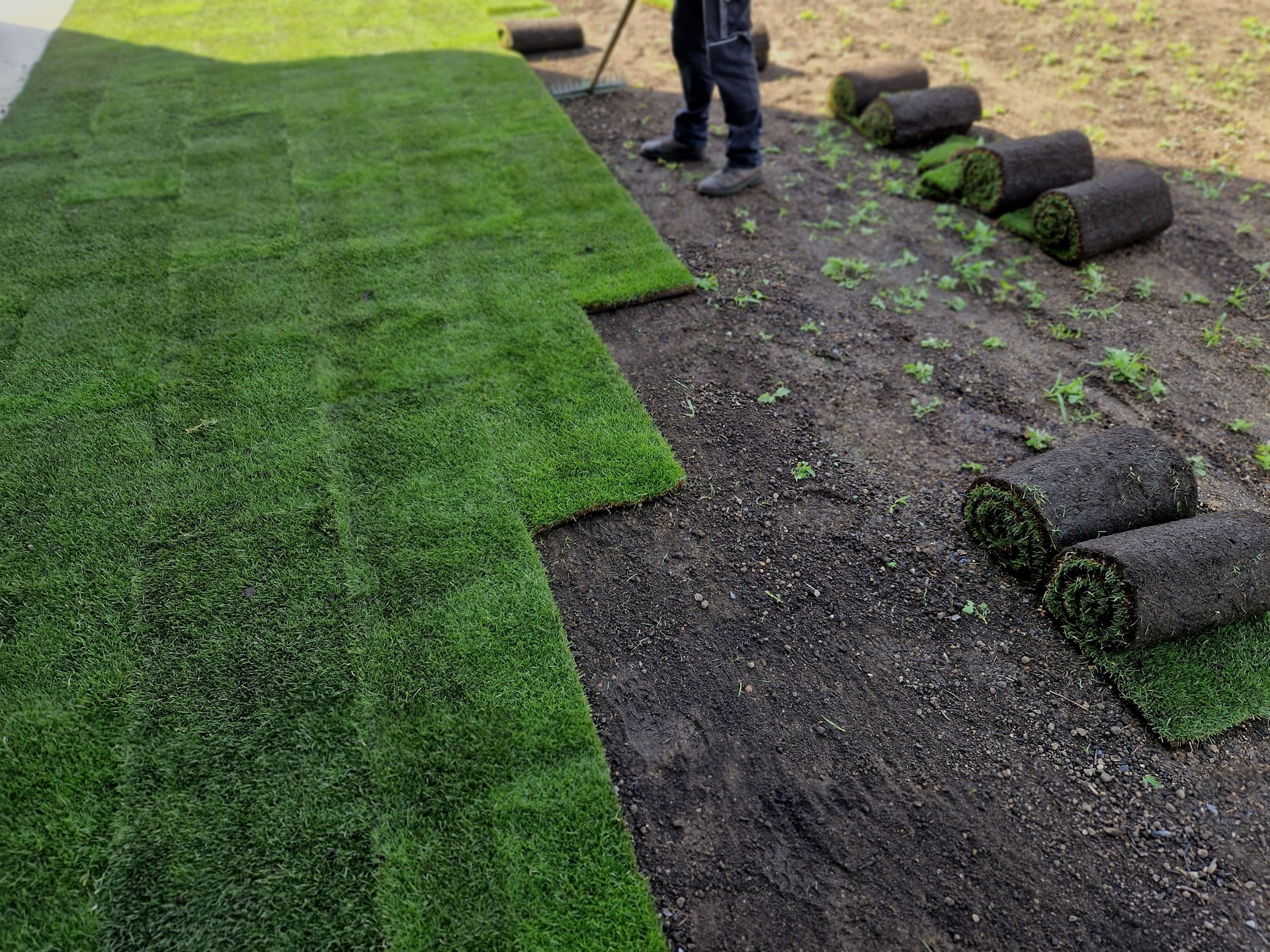laying grass turf in the family garden. a roll of sod is driven onto the plowed surface of the soil. development and paving is important against erosion and drying out, unroll, install, stacked